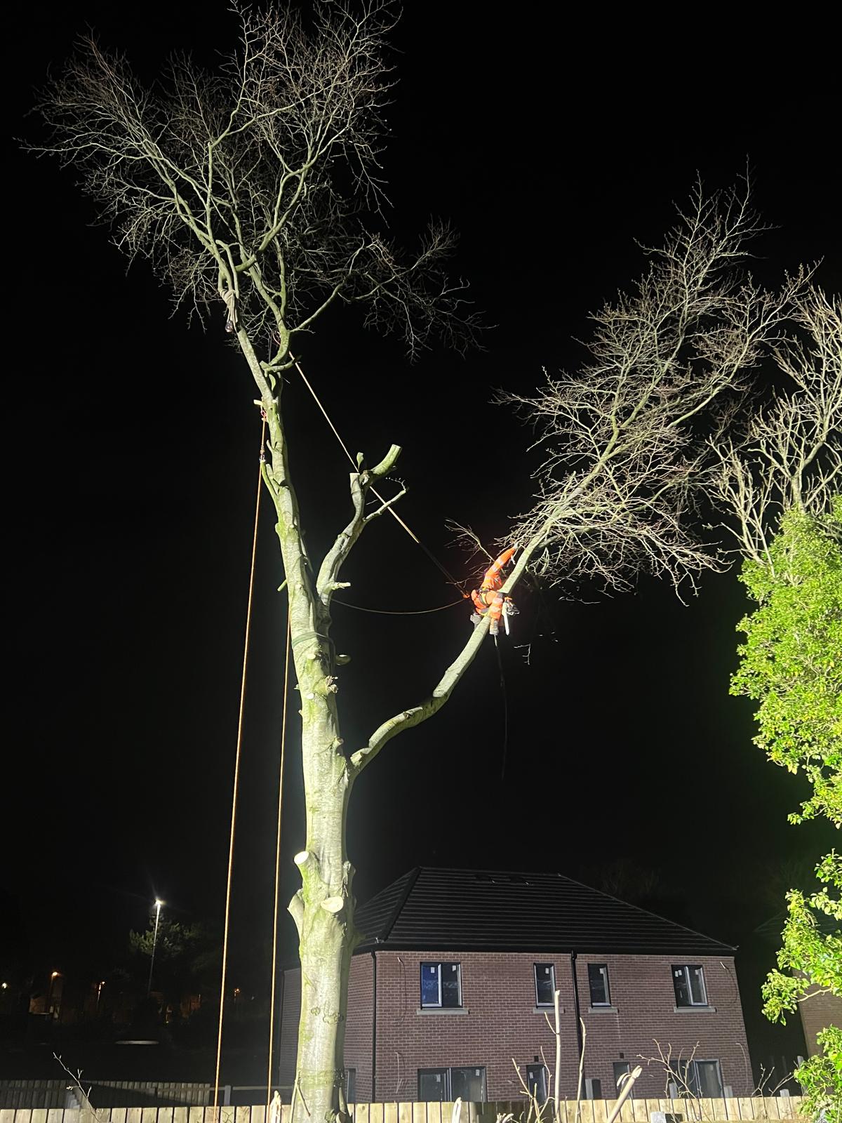 Trees & De-veg