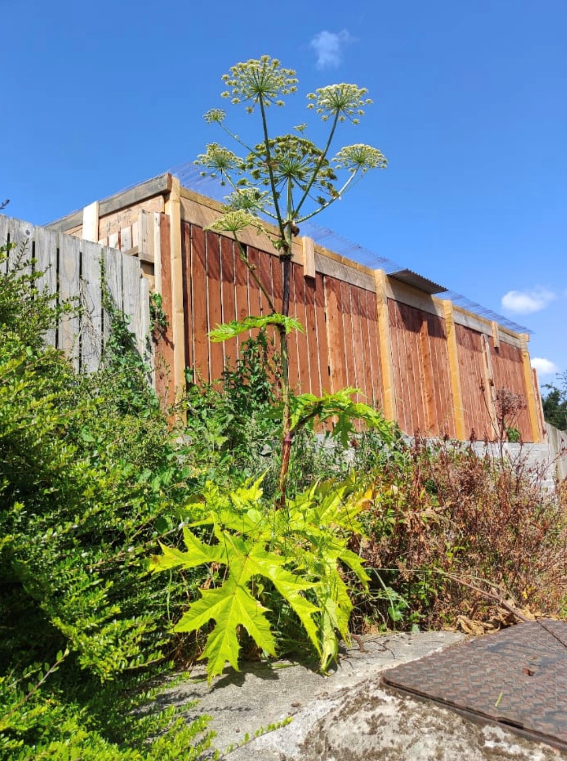 Invasive Weeds