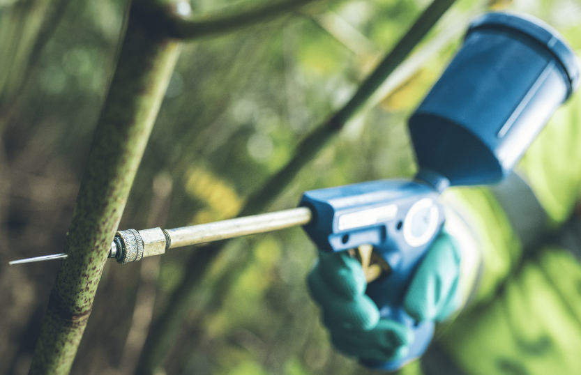 Invasive Weed Control